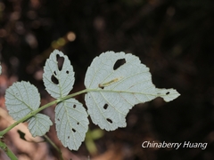 Rubus incanus
