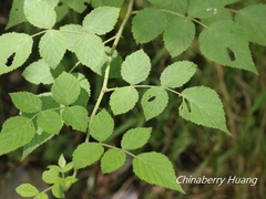 Rubus incanus