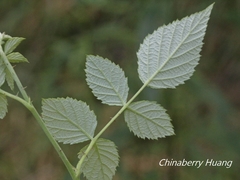 Rubus incanus