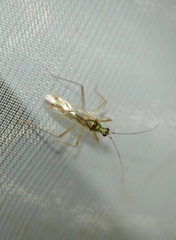Dicyphus pallidus