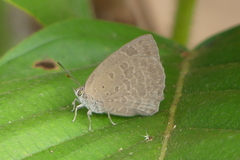 Arhopala asopia