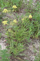 Polytaenia