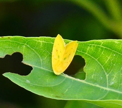 Earias flavida