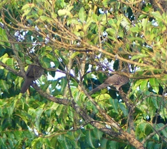 Streptopelia chinensis