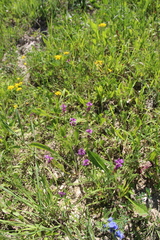 Polygala anatolica