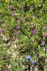 Polygala anatolica