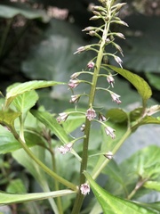 Lysimachia decurrens