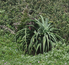 Aloe thraskii