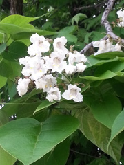 Catalpa