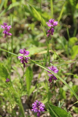 Polygala anatolica