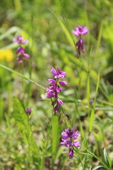 Polygala anatolica