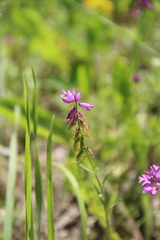 Polygala anatolica