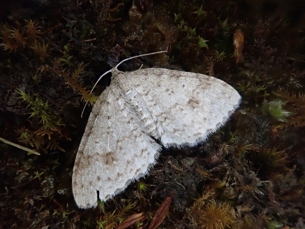 Hydrelia bicauliata