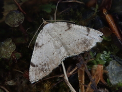 Lepidoptera