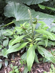 Lysimachia decurrens