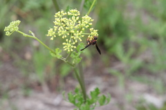 Euodynerus crypticus