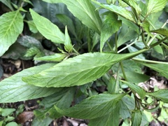 Lysimachia decurrens