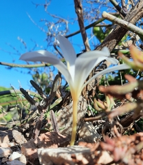 Apodolirion macowanii