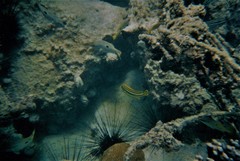 Plectorhinchus gaterinus