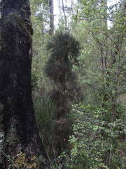 Halocarpus
