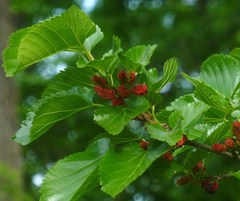 Morus nigra