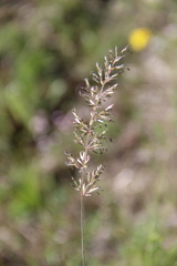 Koeleria eriostachya