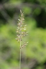 Koeleria eriostachya