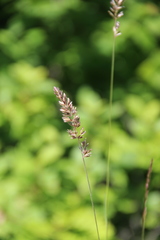 Koeleria eriostachya