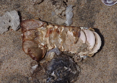 Panulirus homarus