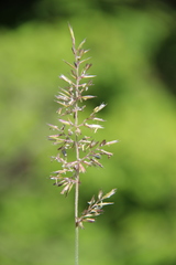 Koeleria eriostachya