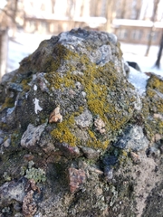 Xanthocarpia crenulatella