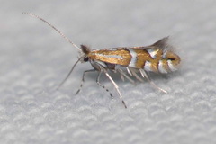 Phyllonorycter insignitella
