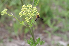 Euodynerus crypticus