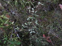 Elaeocarpus hookerianus