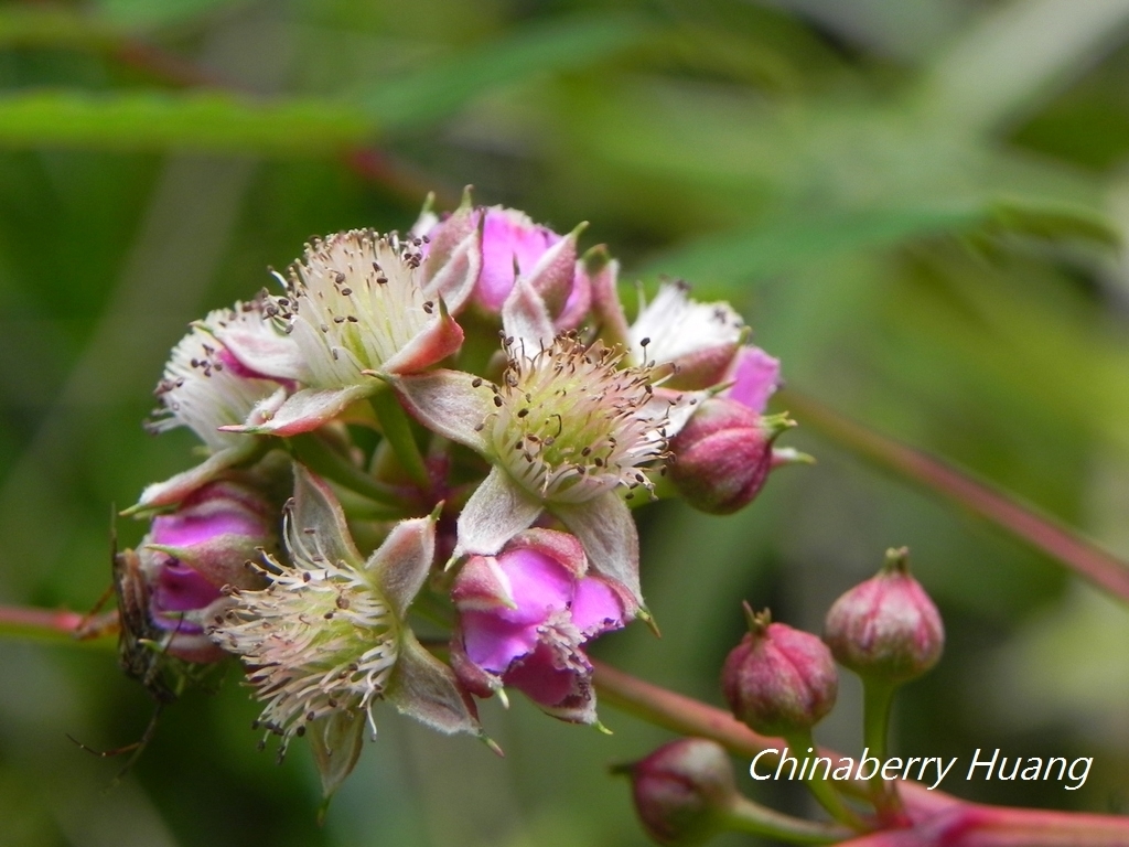 Rubus inopertus (Rubus inopertus)