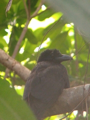 Corvus kubaryi