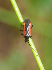 Dionconotus neglectus neglectus