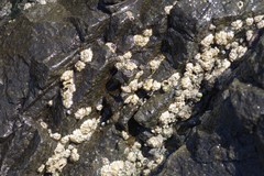 Chthamalus dentatus