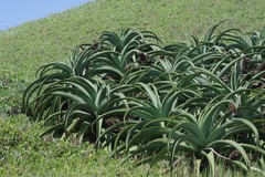 Aloe thraskii