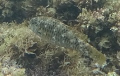 Leptoscarus vaigiensis