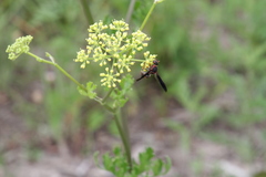 Euodynerus crypticus