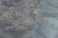 Haemulon carbonarium