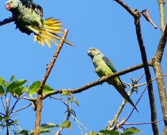 Psittacula columboides