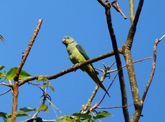 Psittacula columboides