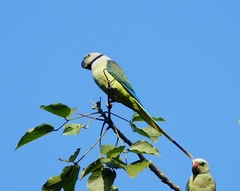 Psittacula columboides