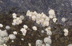 Chthamalus dentatus