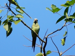 Psittacula columboides