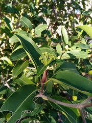 Coptosperma