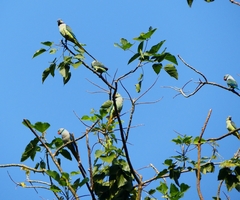 Psittacula columboides