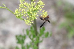 Euodynerus crypticus